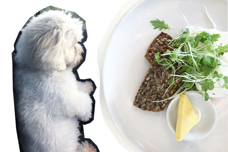 Dog and Catroux brunch